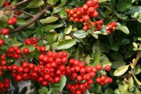 Feuerdorn mit roten Beeren - Pyracantha coccina Red Column