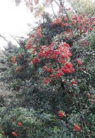 Feuerdorn mit roten Beeren - Pyracantha coccina Red Column 