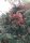 Feuerdorn mit roten Beeren - Pyracantha coccina Red Column 