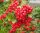 Feuerdorn mit roten Beeren - Pyracantha coccina Red Column