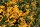 Feuerdorn mit gelben Beeren -  Pyracantha coccinea Soleil d Or 