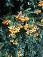 Feuerdorn mit gelben Beeren Soleil d Or Pyracantha coccinea 60-80 cm, im 2-Liter Container