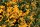 Feuerdorn mit gelben Beeren Soleil d Or Pyracantha coccinea 60-80 cm, im 2-Liter Container