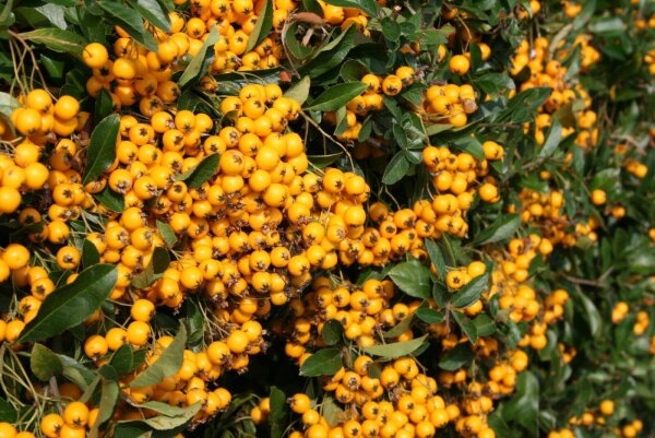 Feuerdorn mit gelben Beeren Soleil d Or Pyracantha coccinea 80-100 cm, im 2-Liter Container
