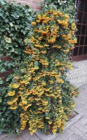 Feuerdorn mit gelben Beeren Soleil d Or Pyracantha coccinea 80-100 cm, im 2-Liter Container