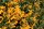 Feuerdorn mit gelben Beeren Soleil d Or Pyracantha coccinea 80-100 cm, im 2-Liter Container