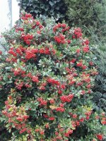 Feuerdorn mit roten Beeren Red Column - Pyracantha coccinea 60-80 cm, im 2-Liter Container