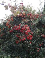 Feuerdorn mit roten Beeren Red Column - Pyracantha coccinea 60-80 cm, im 2-Liter Container