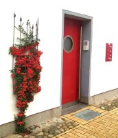 Feuerdorn mit roten Beeren Red Column - Pyracantha coccinea 60-80 cm, im 2-Liter Container