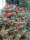 Feuerdorn mit roten Beeren Red Column - Pyracantha coccinea 60-80 cm, im 2-Liter Container