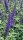 Schmetterlingsstrauch - Sommerflieder Empire Blue - Buddleja davidii Empire Blue