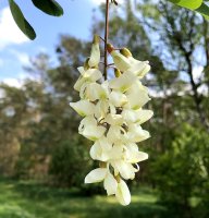 Falsche Akazie - Robinia pseudoacacia