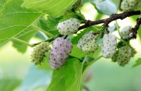 Maulbeerbaum - Morus alba - Maulbeerbaum