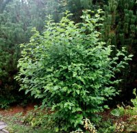 Morus alba 60-100 cm, im 3-Liter Container