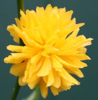 Ranunkelstrauch - Ranunkel Kerria japonica Pleniflora 60-100 cm, im 5-Liter Container