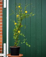 Ranunkelstrauch - Ranunkel Kerria japonica Pleniflora 60-100 cm, im 5-Liter Container