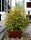 Ranunkelstrauch - Ranunkel Kerria japonica Pleniflora 60-100 cm, im 5-Liter Container