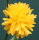 Ranunkelstrauch - Ranunkel Kerria japonica Pleniflora 60-100 cm, im 5-Liter Container