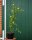 Ranunkelstrauch - Ranunkel Kerria japonica Pleniflora 60-100 cm, im 5-Liter Container