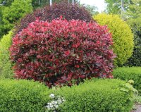 Immergrüne Glanzmispel - Photinia fraseri Red Robin