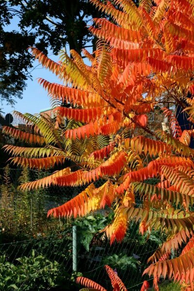 Essigbaum - Rhus typhina  100-125 im Container