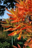 Essigbaum - Rhus typhina  100-125 im Container
