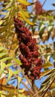 Essigbaum - Rhus typhina  100-125 im Container