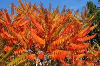 Essigbaum - Rhus typhina  100-125 im Container