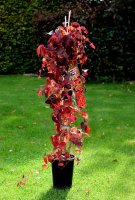 Wilder Wein veitchii - Parthenocissus tricuspidata 60-100...