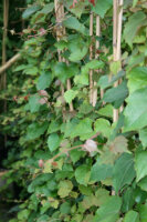 Wilder Wein veitchii - Parthenocissus tricuspidata 60-100 cm, im 2-Liter Container