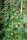 Wilder Wein veitchii - Parthenocissus tricuspidata 60-100 cm, im 2-Liter Container