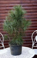 Bergkiefer - Pinus mugo