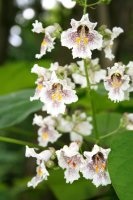 Trompetenbaum - Catalpa bignonioides 