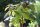 Trompetenbaum - Catalpa bignonioides 