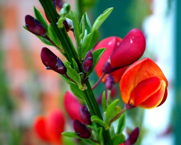 Edelginster - Cytisus scoparius Lena 