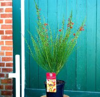 Edelginster - Cytisus scoparius Lena 