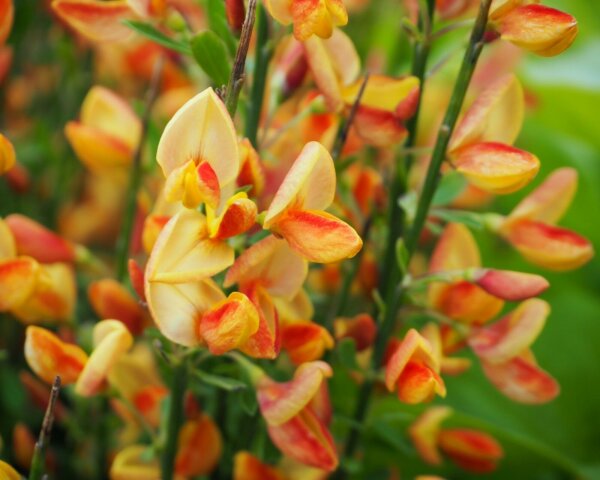 Ginster Edelginster - Cytisus scoparius Aprikot gem  60-80 cm, im 3-Liter Container