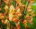 Ginster Edelginster - Cytisus scoparius Aprikot gem  60-80 cm, im 3-Liter Container