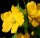 Ranunkel Kerria japonica - Ranunkelstrauch