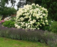 Hortensie Rispenhortensie - Hydrangea paniculata Limelight