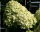 Hortensie Rispenhortensie - Hydrangea paniculata Limelight