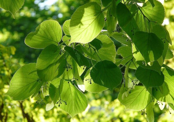 Winterlinde - Tilia cordata 200-250 cm, verpflanzter Heister ab 6 cm Umfang, wurzelnackt