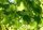 Winterlinde - Tilia cordata 200-250 cm, verpflanzter Heister ab 6 cm Umfang, wurzelnackt