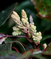 Mahonie - Mahonia aquifolium  30-40 cm, mit Ballen