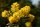 Mahonie - Mahonia aquifolium  30-40 cm, mit Ballen
