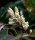 Mahonie - Mahonia aquifolium  30-40 cm, mit Ballen