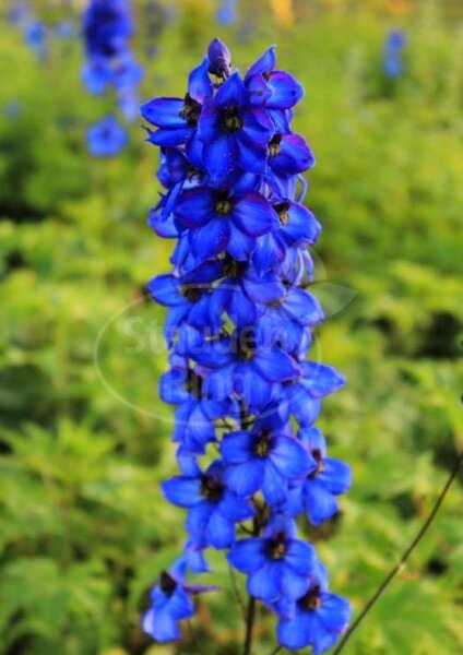 Rittersporn Finsteraarhorn - Delphinium elatum Staude im 1 Liter Topf