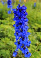 Rittersporn Finsteraarhorn - Delphinium elatum Staude im...