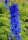 Rittersporn Finsteraarhorn - Delphinium elatum Staude im 1 Liter Topf