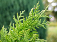 Abendländischer Lebensbaum - Thuja occidentalis